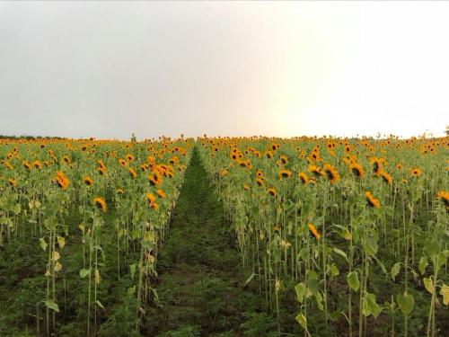 A vibrant field of sunflowers stretches towards the horizon under a soft, cloudy sky.