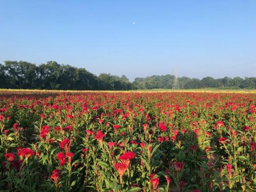 A vibrant field of red flowers under a clear blue sky, with trees and a power line in the background.
