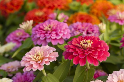 A vibrant display of pink and red zinnia flowers in full bloom, surrounded by lush green leaves.