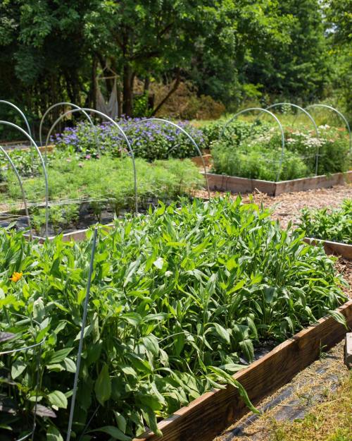 A vibrant garden with raised beds, green plants, and protective arches, surrounded by trees and flowers in the background.