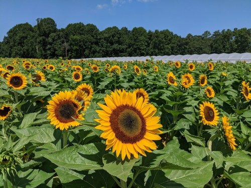 A vibrant field of sunflowers under a clear blue sky, with lush green trees in the background.
