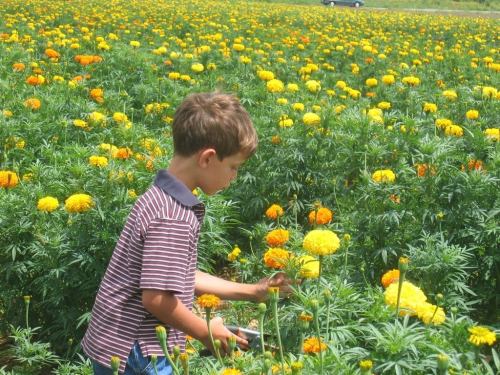 A young boy picks marigold flowers in a vibrant field filled with yellow blooms.