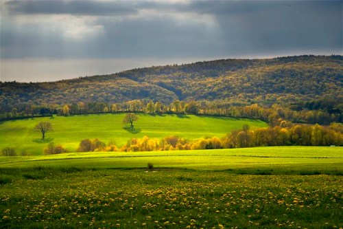 A lush green landscape with rolling hills, dotted with trees and dandelions under a cloudy sky.