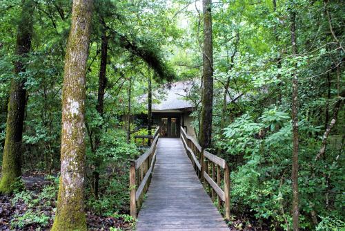 A wooden walkway leads to a building surrounded by lush green trees in a forested area.