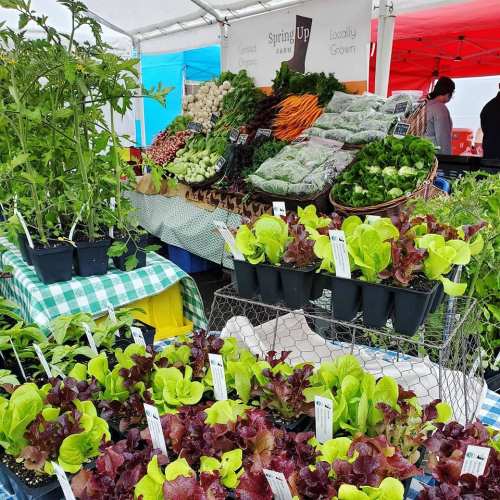 A vibrant farmers market display featuring fresh greens, vegetables, and herbs in pots and baskets under a tent.
