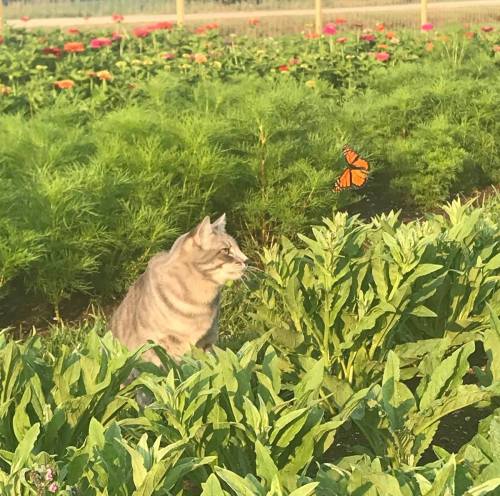 A gray cat watches a butterfly fluttering above vibrant green plants in a sunny garden.