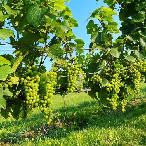 A lush vineyard with clusters of green grapes hanging from vines under a clear blue sky.