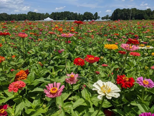 A vibrant field of colorful flowers in various shades, with a clear blue sky and trees in the background.