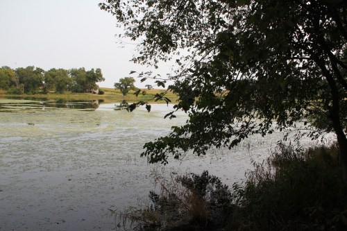 A serene lake surrounded by trees, with green algae on the water's surface and a grassy shore in the background.