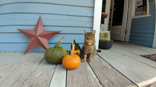 A tabby cat stands beside three pumpkins on a wooden porch, with a red star decoration on the wall.