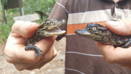 Two small crocodiles are held in hands, one with its mouth open, set against a natural background.