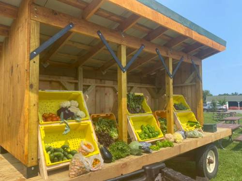 A wooden stand displaying fresh vegetables in yellow bins, set up outdoors on a sunny day.