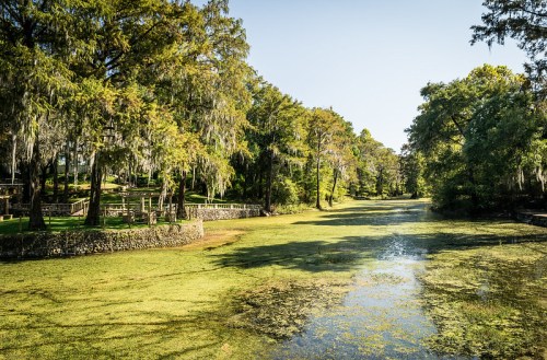 A serene river scene surrounded by lush trees and moss, with green vegetation covering the water's surface.