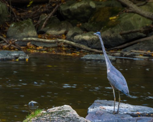 A heron stands on a rock by a calm river, surrounded by trees and fallen branches.