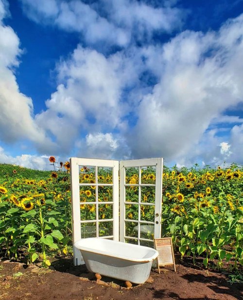 A vintage bathtub sits in a sunflower field, framed by an open double door under a bright blue sky with fluffy clouds.