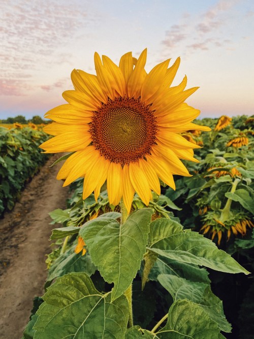 A vibrant sunflower stands tall in a field, surrounded by green leaves and a colorful sky at sunset.