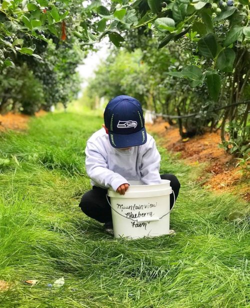 A child in a cap crouches in a blueberry field, looking into a white bucket labeled "Mountainview Blueberry Farm."