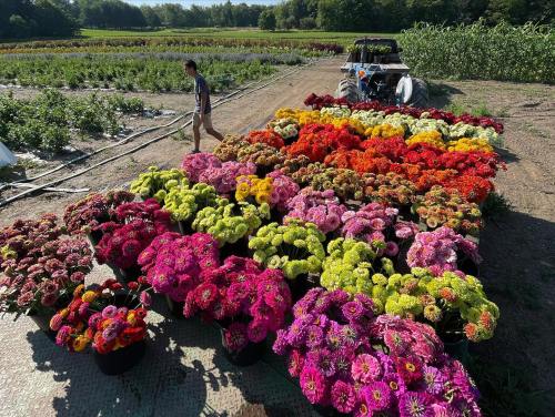 A farmer walks past vibrant flower arrangements in pots, with a field of flowers and a truck in the background.