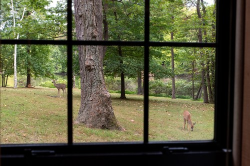 View through a window showing two deer grazing in a green, wooded area.