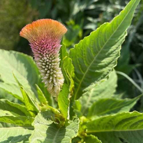 A close-up of a vibrant, multicolored flower with a feathery top, surrounded by green leaves.