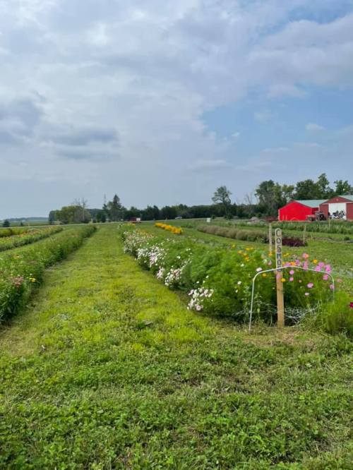 A vibrant flower field with colorful blooms, leading to a red barn under a cloudy sky. Green grass lines the path.