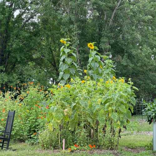 A vibrant garden with tall sunflowers and colorful flowers, surrounded by lush greenery and a wooden chair.