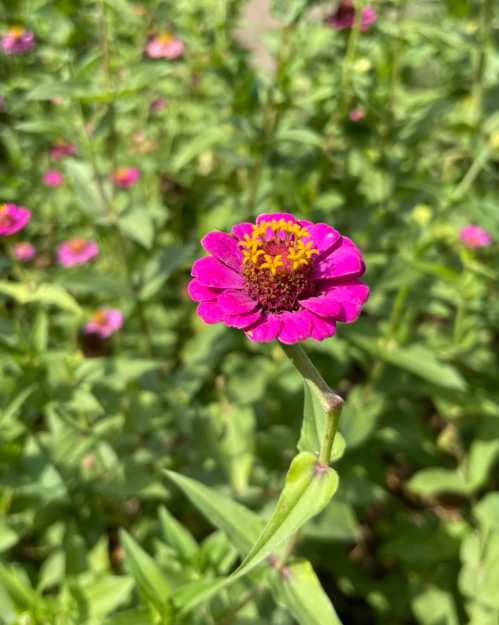 A close-up of a vibrant pink flower with a yellow center, surrounded by green foliage.