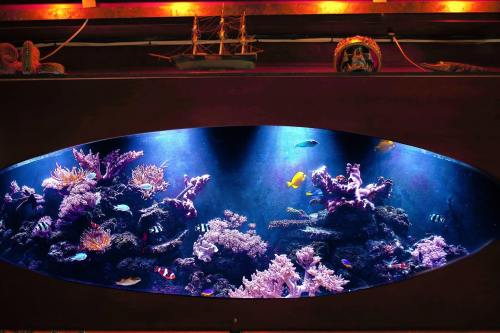 A vibrant aquarium with colorful coral and various tropical fish illuminated by blue and purple lighting.