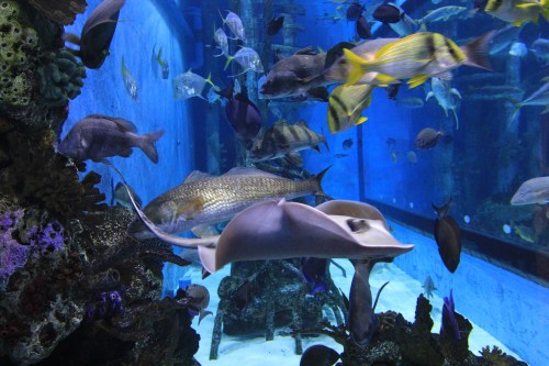 A vibrant underwater scene featuring various fish and a stingray swimming among coral in an aquarium.