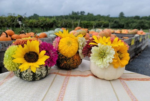 Three decorative gourds filled with vibrant flowers sit on a table, with a pumpkin patch in the background.