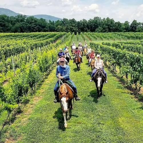 A group of people riding horses through a lush vineyard on a sunny day, surrounded by green hills.