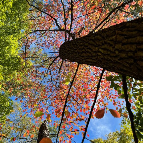 Looking up at vibrant autumn leaves against a clear blue sky, framed by tall tree trunks.