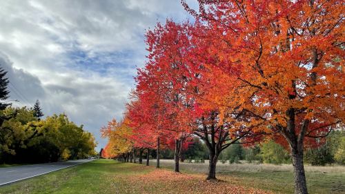 A scenic view of trees with vibrant red and orange leaves lining a road under a cloudy sky.