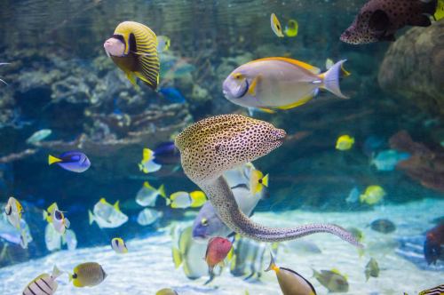 A vibrant underwater scene featuring various colorful fish swimming among coral and rocks.