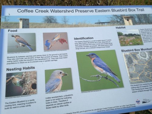 Informational sign about Eastern Bluebirds, detailing their habitat, food, nesting habits, and identification features.