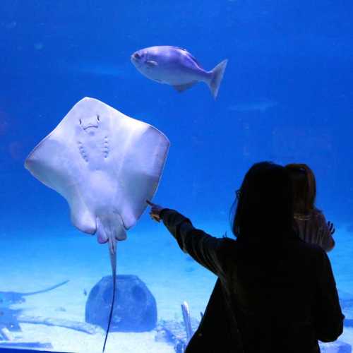 A person watches a stingray and a fish swimming in an aquarium.