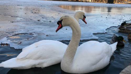 Two elegant swans glide on a partially frozen lake, surrounded by ice and a few ducks nearby.