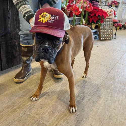 A dog wearing a cap stands beside a person in a cozy setting with plants and holiday decorations.