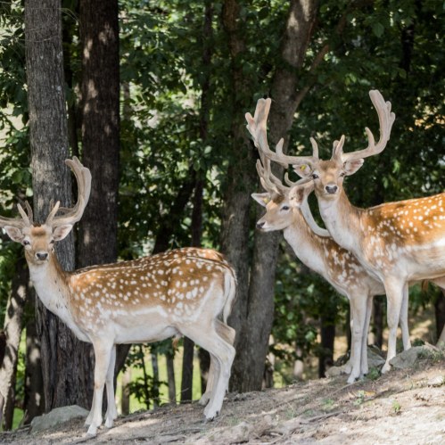 Three spotted deer standing among trees in a natural setting.