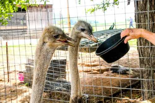 Two ostriches curiously approach a hand holding a black feeding bowl in a fenced area.