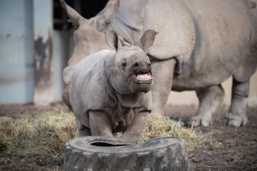 A young rhinoceros playfully interacts with a tire, while an adult rhino stands nearby in a natural habitat setting.