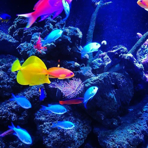 A vibrant underwater scene featuring colorful fish swimming among rocks and coral in a blue-lit aquarium.