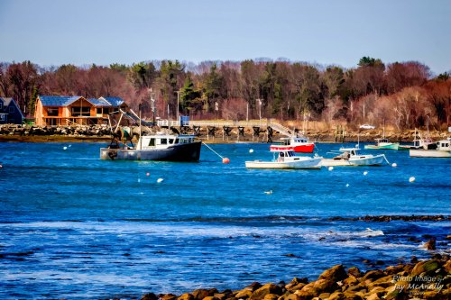 Fishing boats anchored in a calm blue harbor, with trees and buildings in the background under a clear sky.