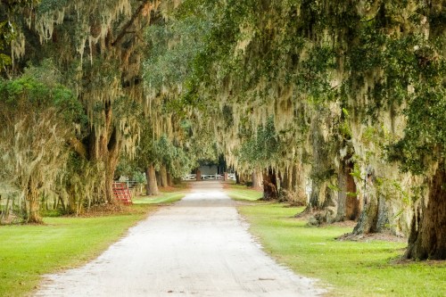A serene dirt road lined with trees draped in Spanish moss, leading to a distant white gate.