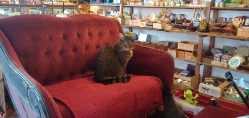 A tabby cat sits on a red couch in a cozy shop filled with various colorful items and crafts.