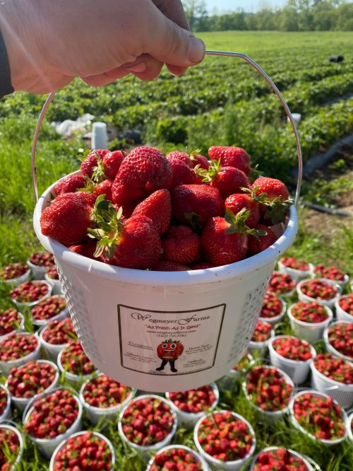 A hand holds a white bucket overflowing with fresh strawberries, surrounded by more buckets in a green field.