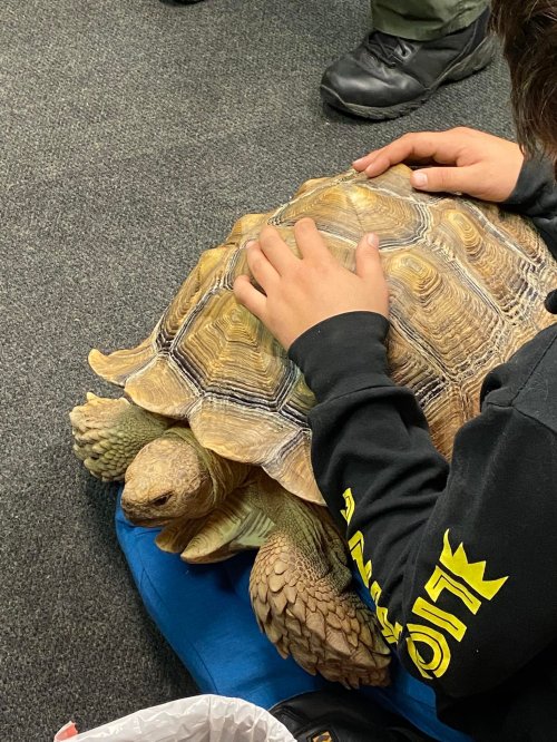 A child gently pets a large tortoise while sitting on the floor, surrounded by people.