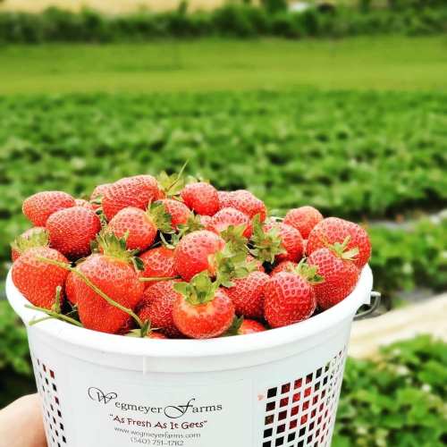 A white basket filled with fresh, ripe strawberries, set against a green field backdrop.