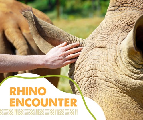 A person gently touches the ear of a rhino in a natural setting, with text overlay reading "Rhino Encounter."