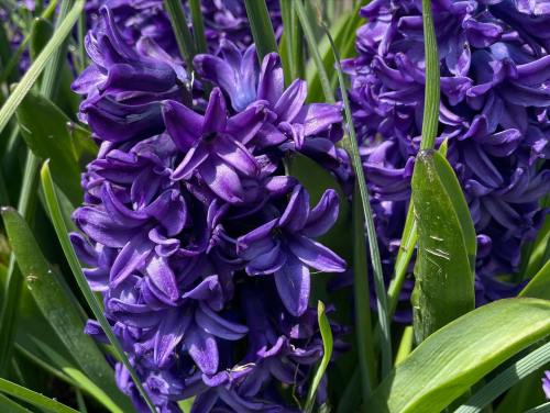 Close-up of vibrant purple hyacinth flowers surrounded by green leaves.